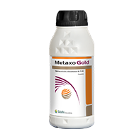 Metaxo Gold