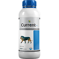 Curren Power