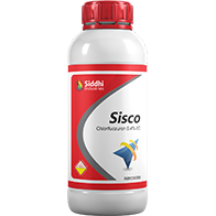 Sisco