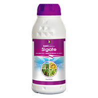Sigate